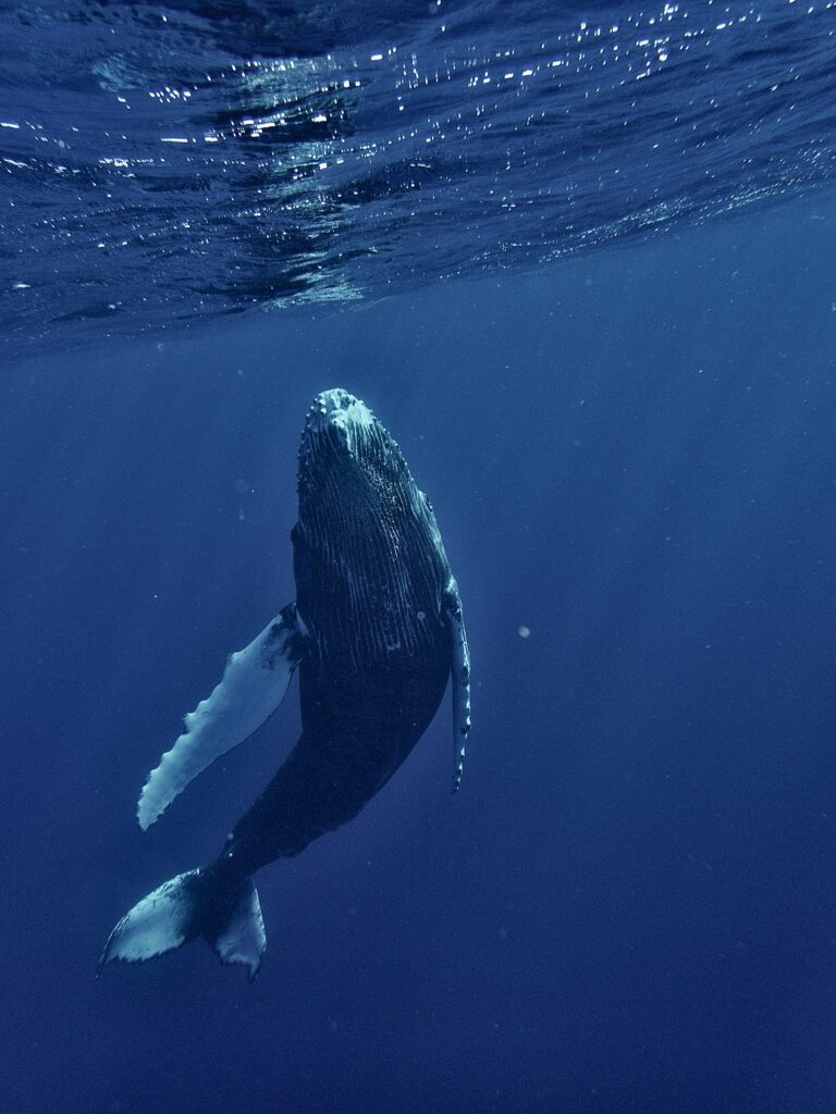 Do whales sleep? Humpback whale resting underwater