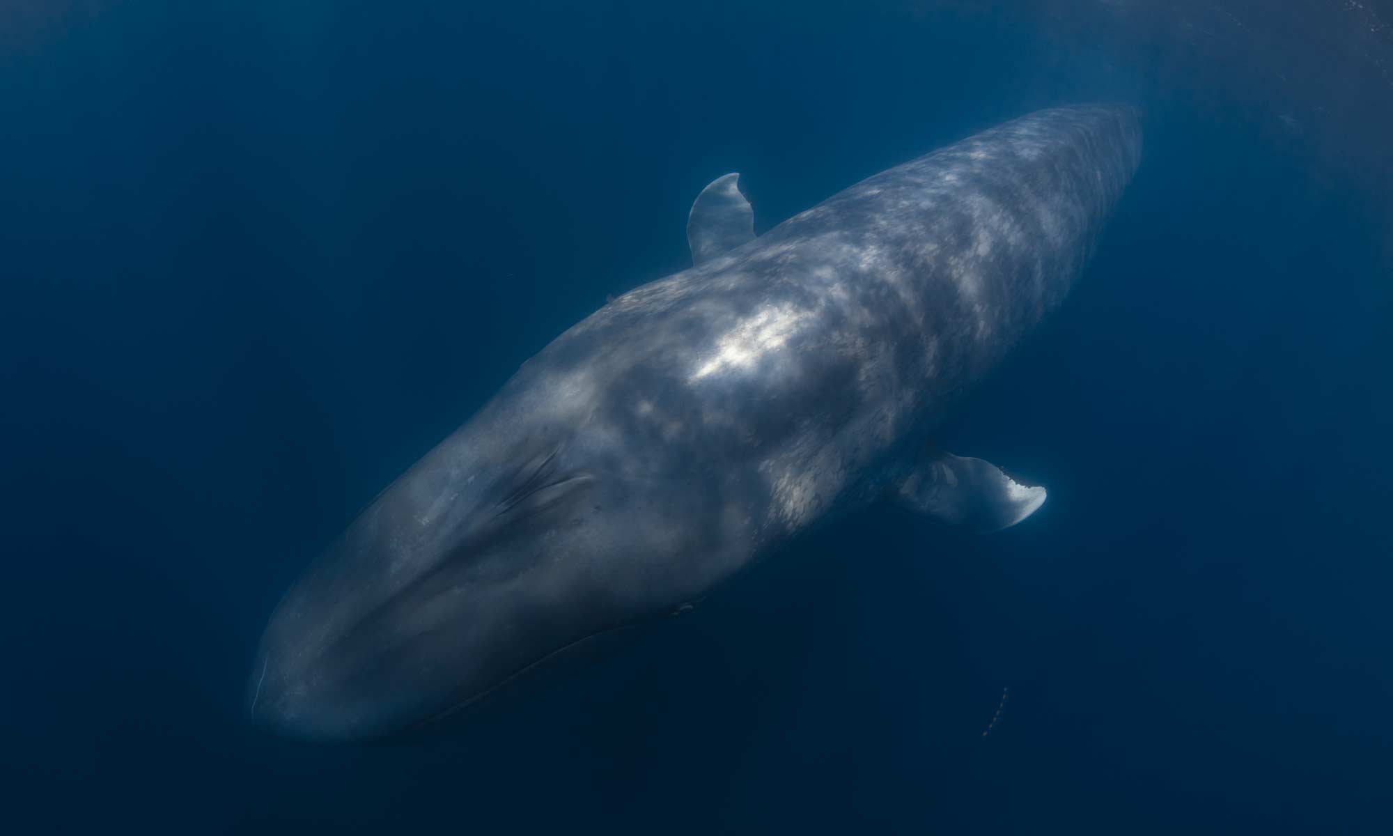 Blue whale