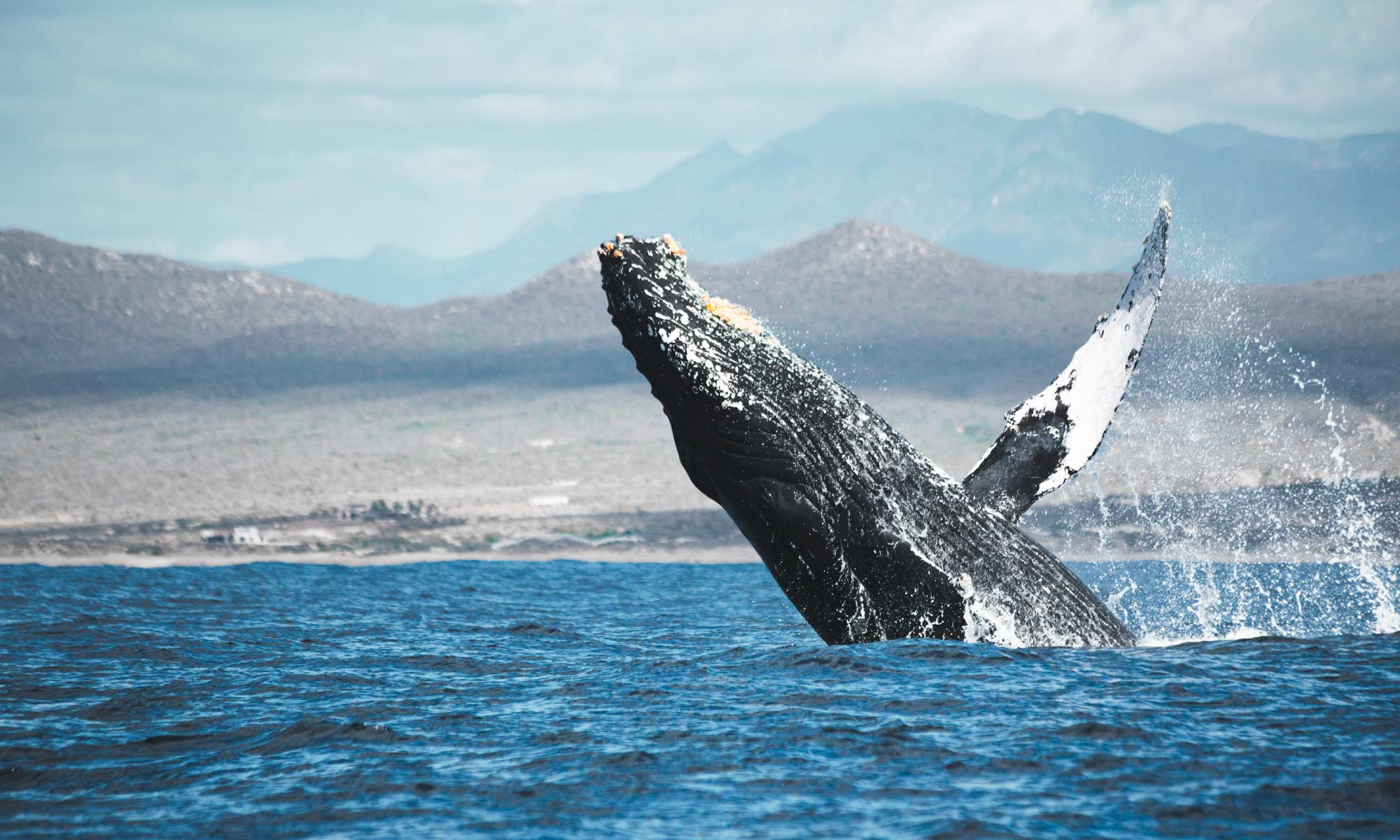 Humback whale breaching sea of cortez