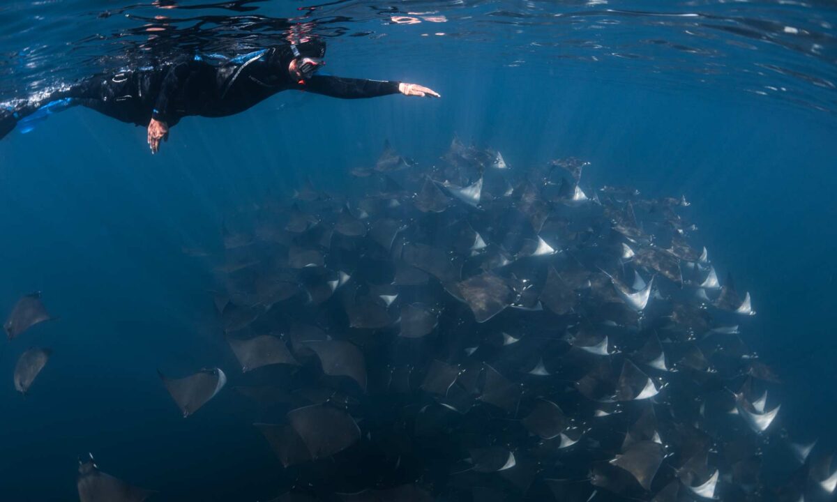 UNESCO Isla Espiritu Santo: Ocean Safari with Mobula rays