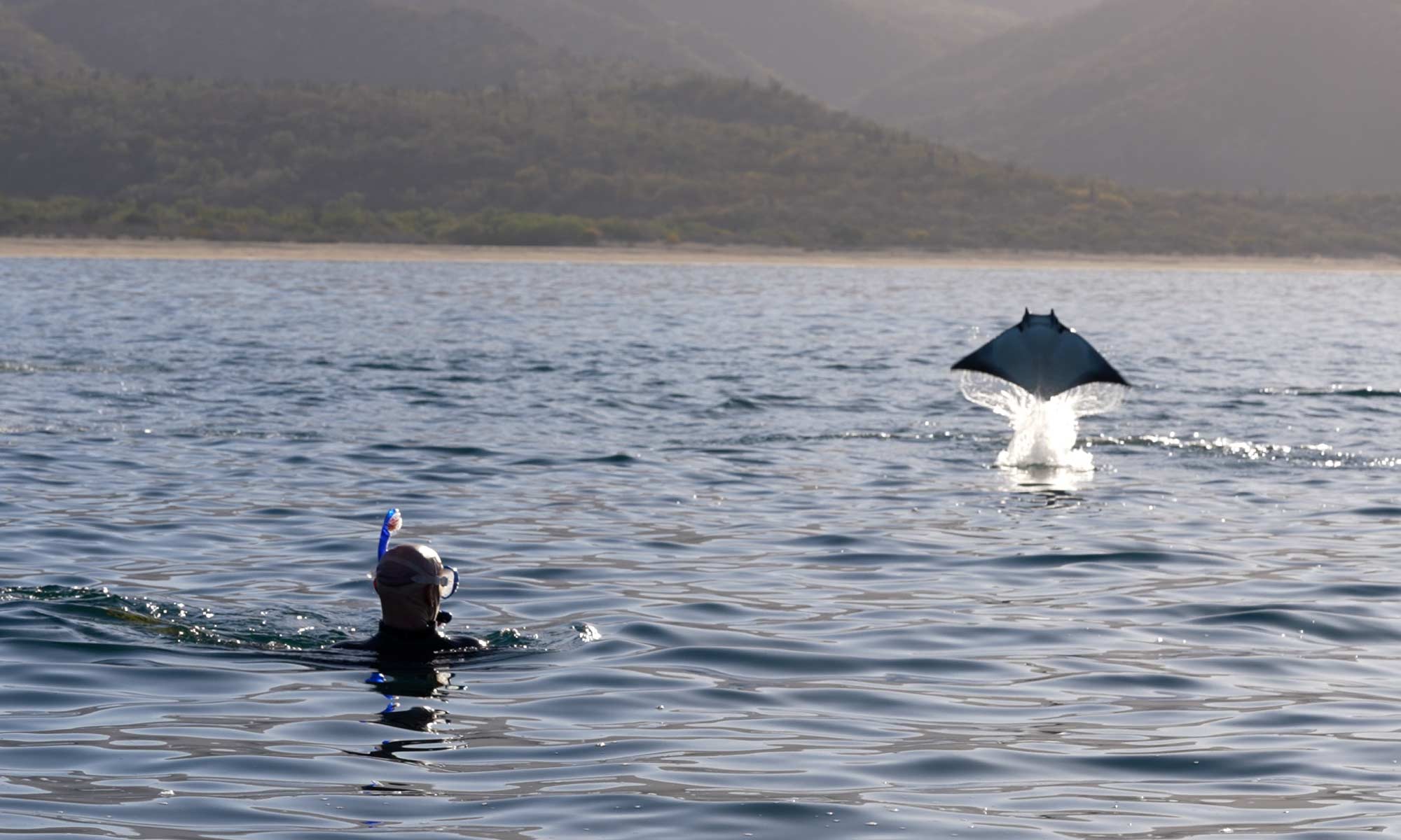 Mobula ray jumping isla espiritu santo