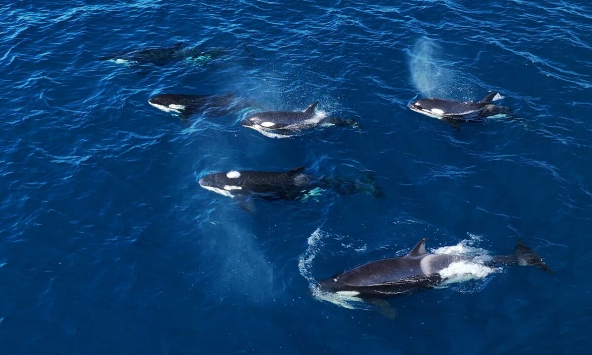 Orcas Espiritu Santo