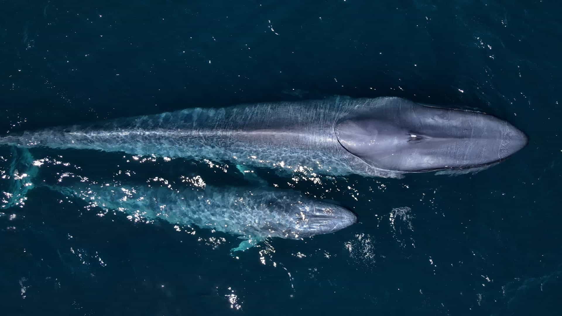 Sailing & whale watching in the Sea of Cortez