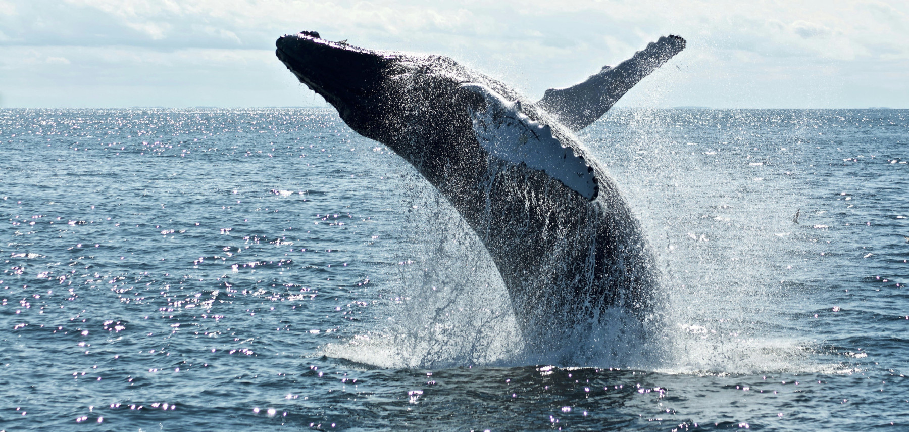 Whale watching in Baja California: humpback, blue & gray whales