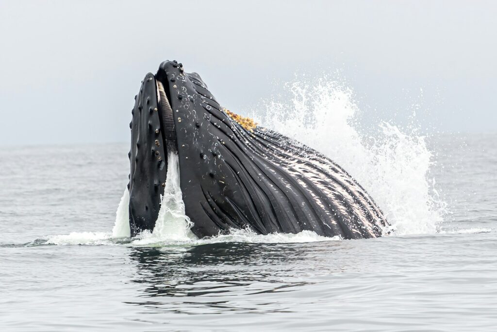 Humpback Whale Facts: Lunge Feeding