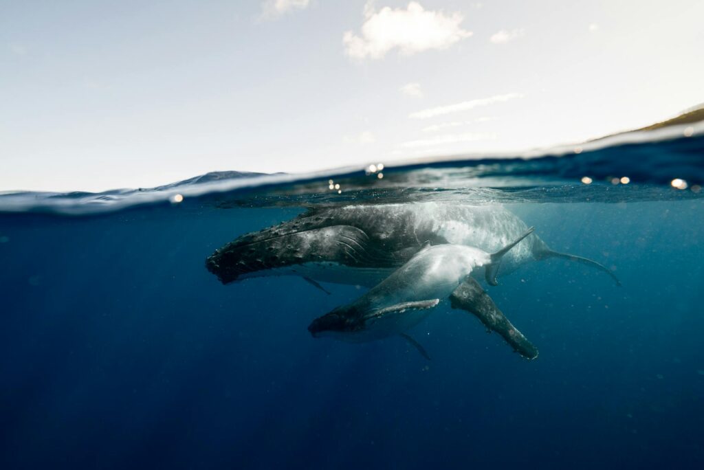 Humpback Mother and Calf Pair Swimming Close to the Surface