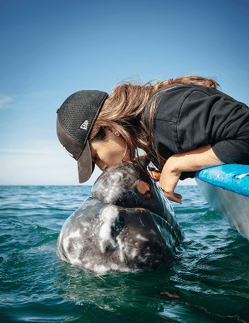San Ignacio Lagoon Gray Whales