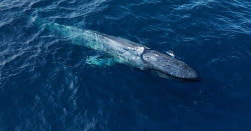 Adventure Sailing & Blue Whales