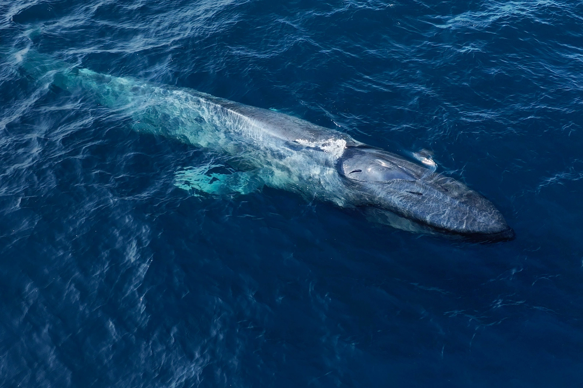 Adventure Sailing & Blue Whales
