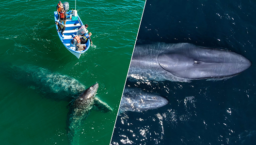 Baja Ultimate Whales