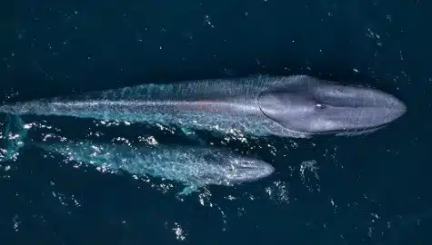 Ultimate Whale Cruises
