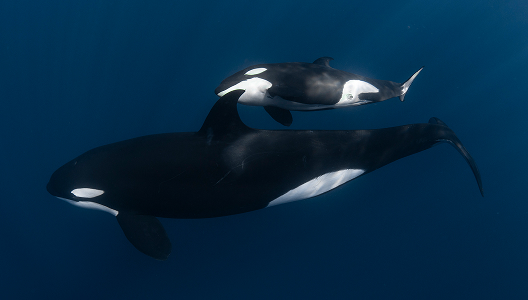 Ocean Safari + Glamping on Jacques Cousteau (Cerralvo) Island