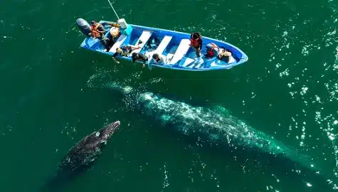 San Ignacio Gray Whales