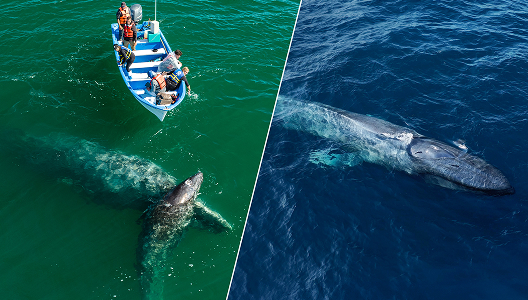 San Ignacio Gray Whales + Adventure Sailing &  Blue Whales