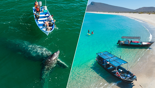 San Ignacio Gray Whales + Sea of Cortez Day Adventures