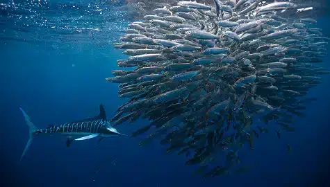 Mexico Sardine Run in Magdalena Bay