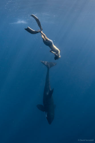 Cerralvo Island Expedition - swim with orcas