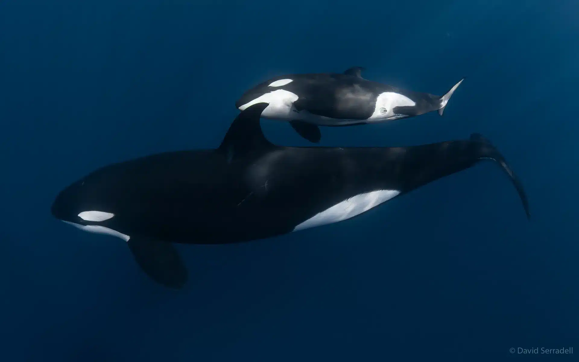 Ocean Safari + Glamping on Jacques Cousteau (Cerralvo) Island