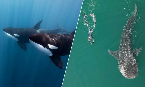 Combo: Whales, Mobulas, Orcas + Ultimate Whale Sharks