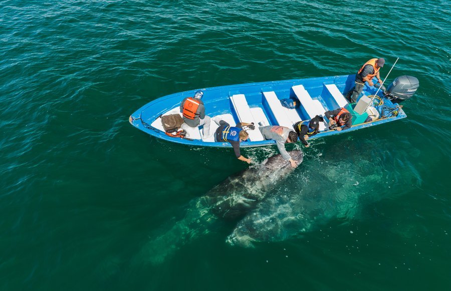 San Ignacio Lagoon Gray Whale Watching