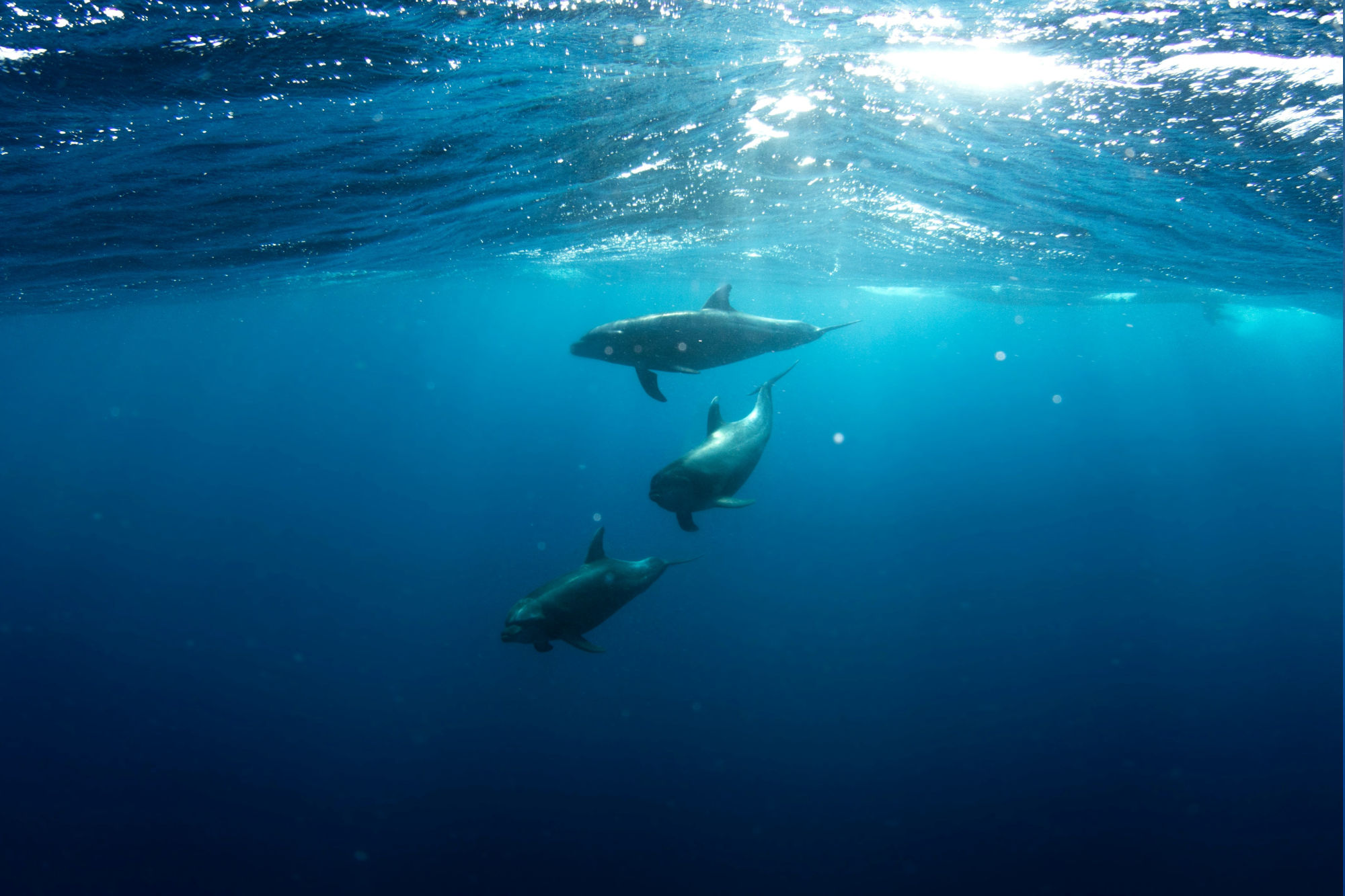 UNESCO Espiritu Santo tours: island adventures & ocean safaris
