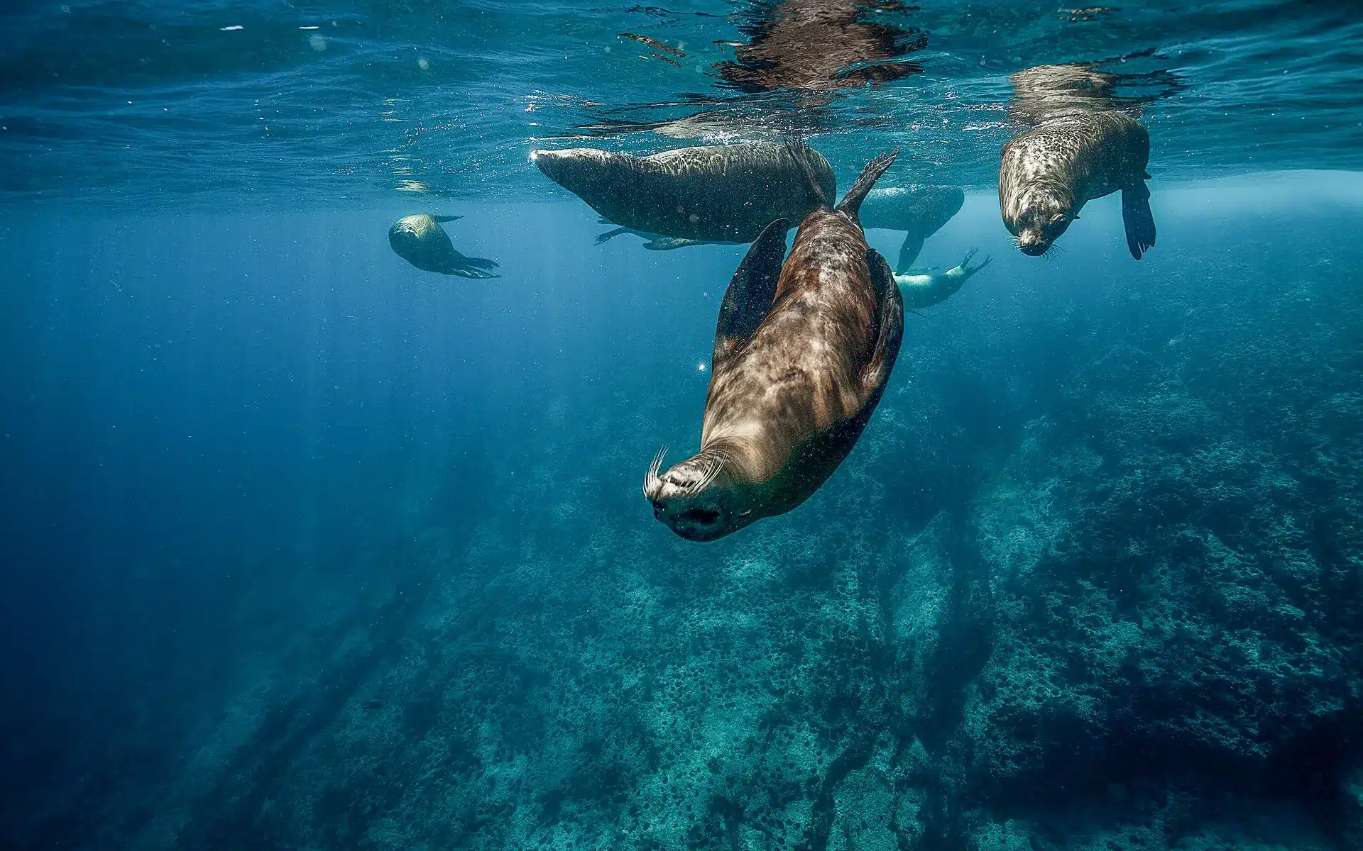 Family Ocean Safari in the Sea of Cortez