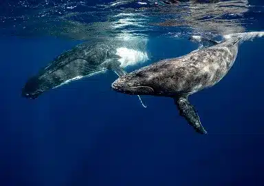 Humpack Whales at Magdalena Bay