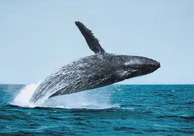 Humpback whale breaching