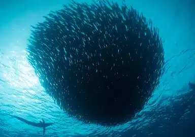 Magdalena Bay Bait Ball