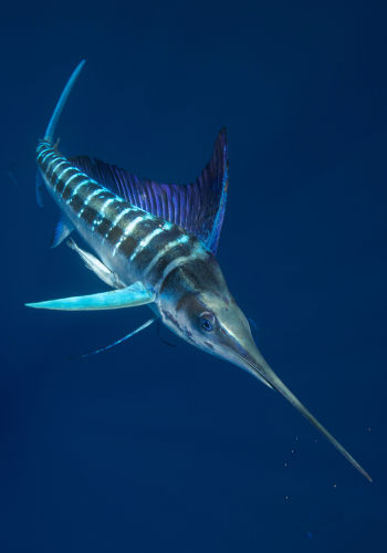 Stripped Marlin at Magadalena Bay