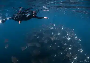 Swimming with mobula rays in Baja California Sur