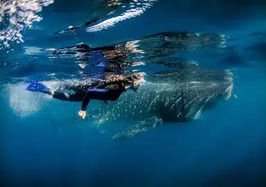 Whale Shark Snorkeling
