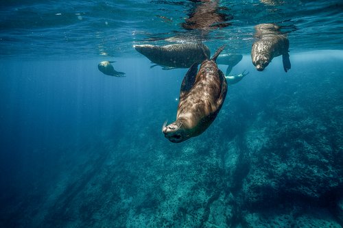 Family Ocean Safari in the Sea of Cortez