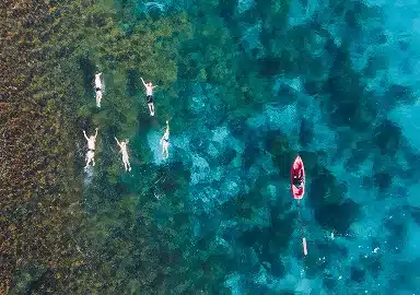 Swimming group in the Sea of Cortez