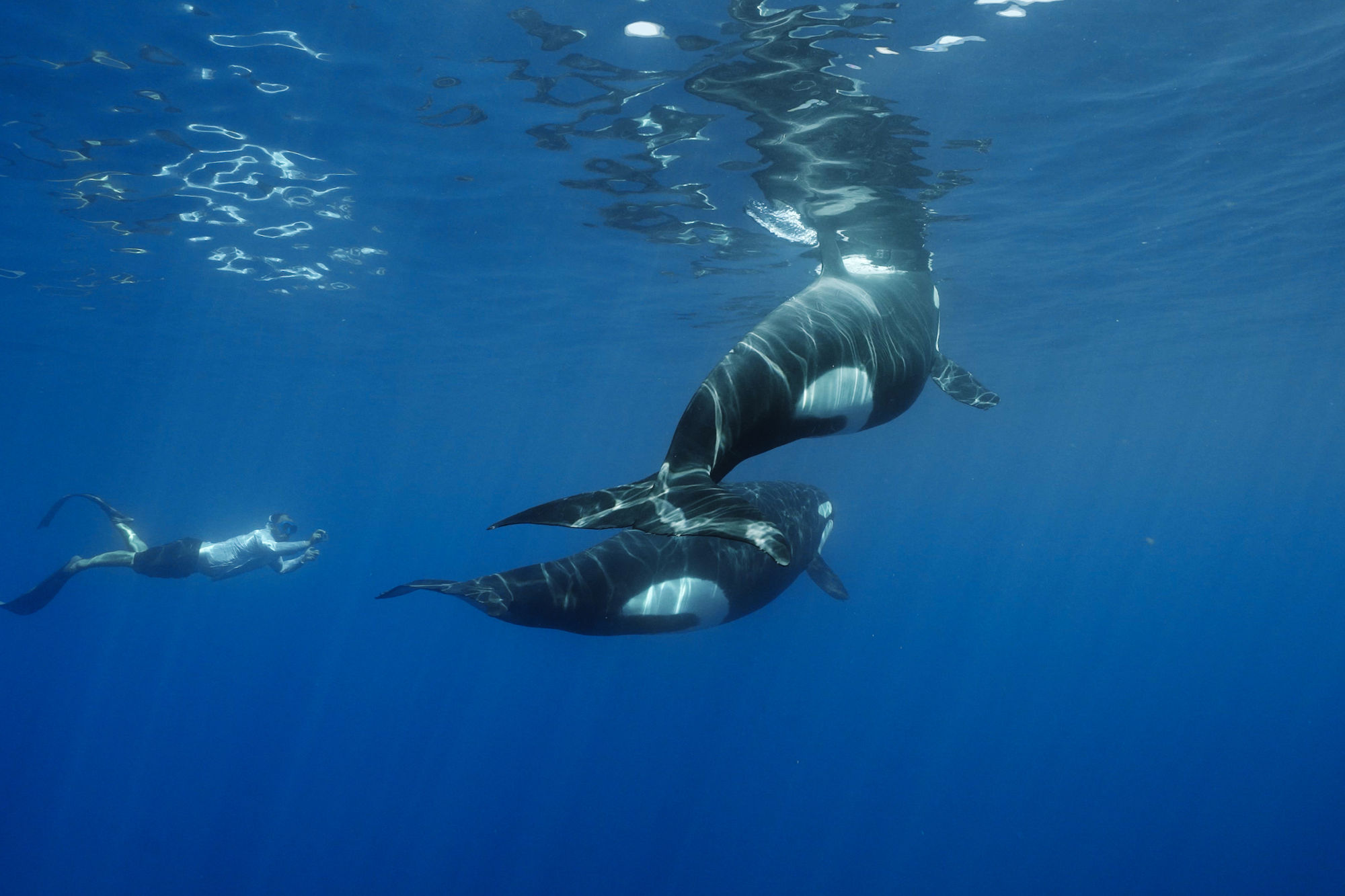Combo: Whales, Mobulas, Orcas + Whale Sharks & Remote Islands