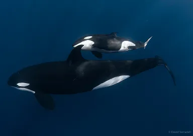 Swimming with orcas in Baja California Sur