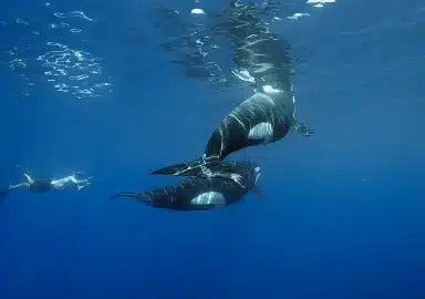Orcas Sea of cortez