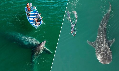 San Ignacio Gray Whales + Swim With Whale Sharks