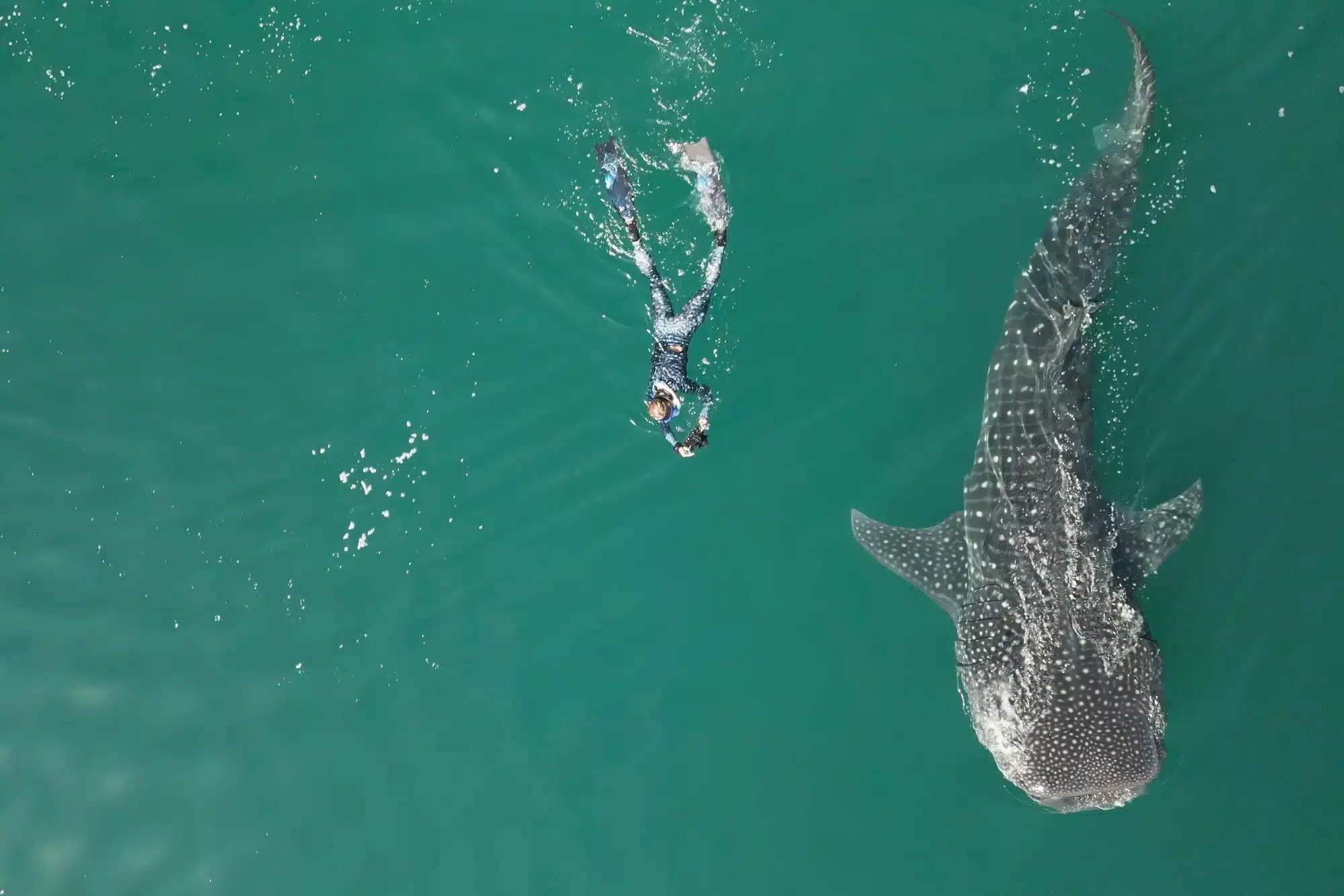 San Ignacio Gray Whales + Swim With Whale Sharks