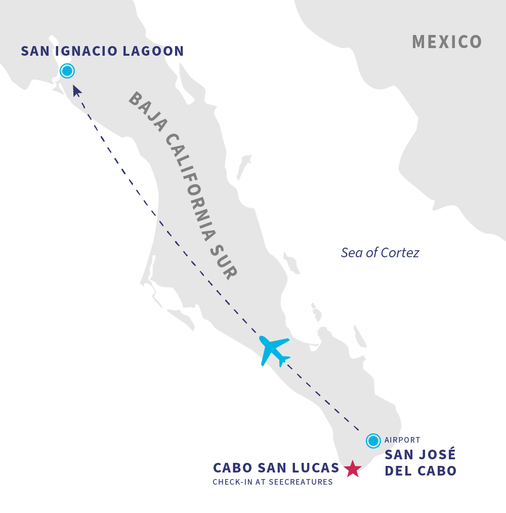 Itinerary for San Ignacio Lagoon Gray Whales