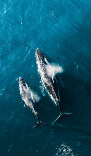 Adventure Sailing: Blue Whales, Humpback Whales  & More