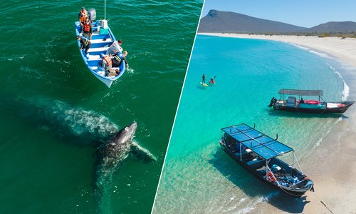 San Ignacio Gray Whales + Sea of Cortez Day Adventures