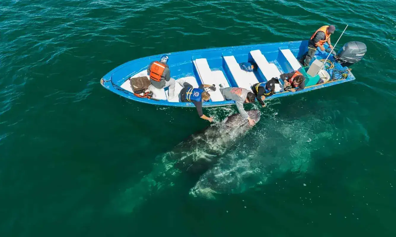San Ignacio Lagoon Gray Whale Watching