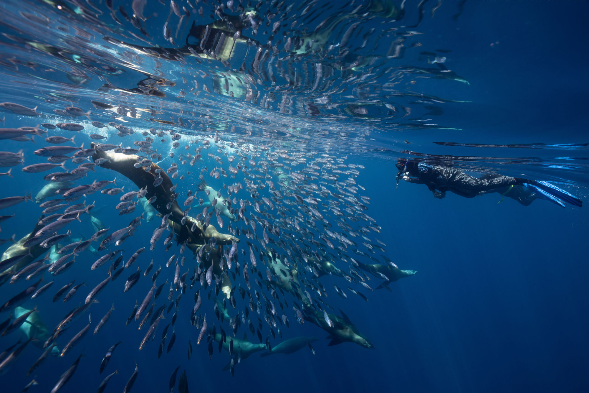 One of the ocean's most dramatic sardine runs — up close