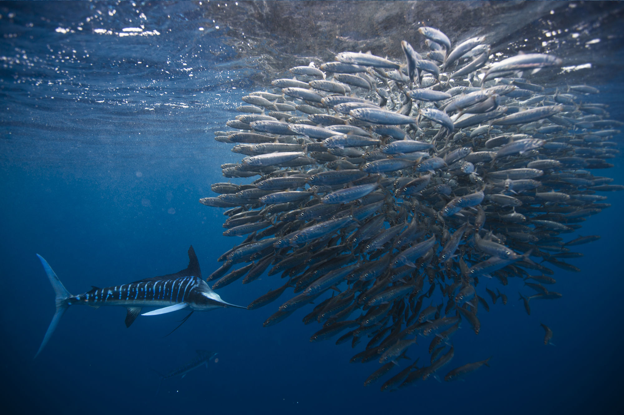Mexico Sardine Run in Magdalena Bay