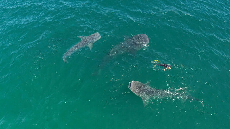 Whale Sharks & Remote Islands: An Expedition into the Sea of Cortez
