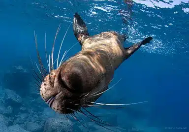 Sea Lion Snorkeling