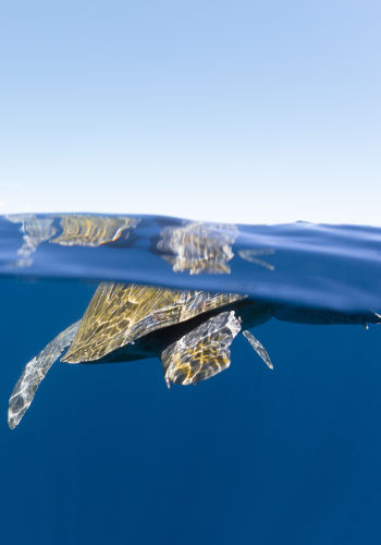 Sea Turtle at Espiritu Santo Island