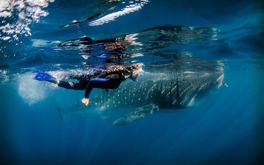 Ocean Safaris & Adventure Cruises