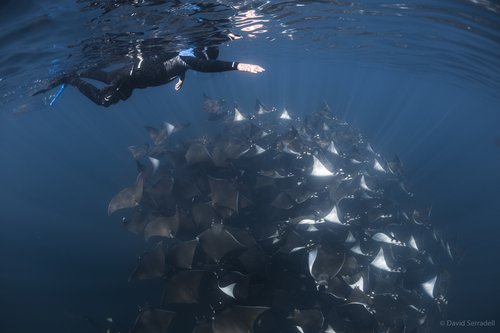UNESCO Isla Espiritu Santo Ocean Safari + Glamping Experience